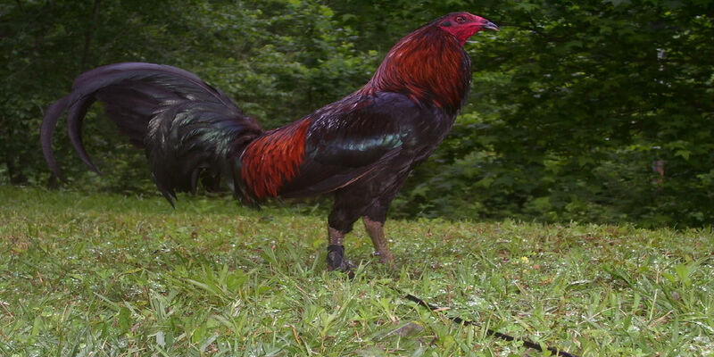 Giống gà Peru được lựa chọn nhiều trong chiến đấu