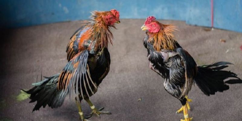 Hai chú gà có hạng cân bằng nhau sẽ được ghép cặp thi đấu