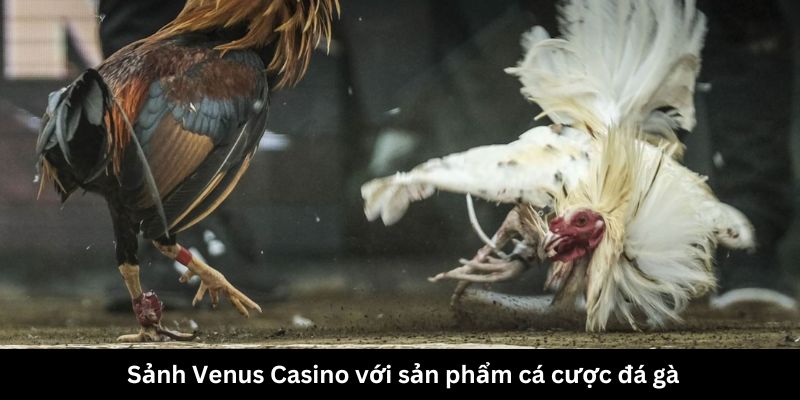 Sảnh Venus Casino với sản phẩm cá cược đá gà